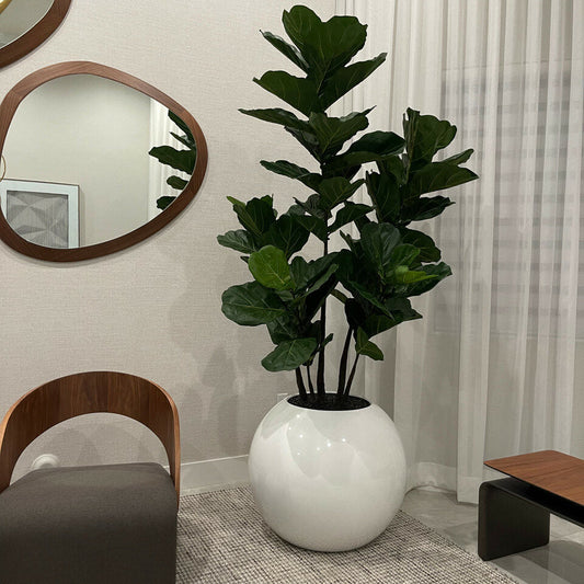 76 cm White Spherical Vase with Fiddle-Leaf Fig Tree