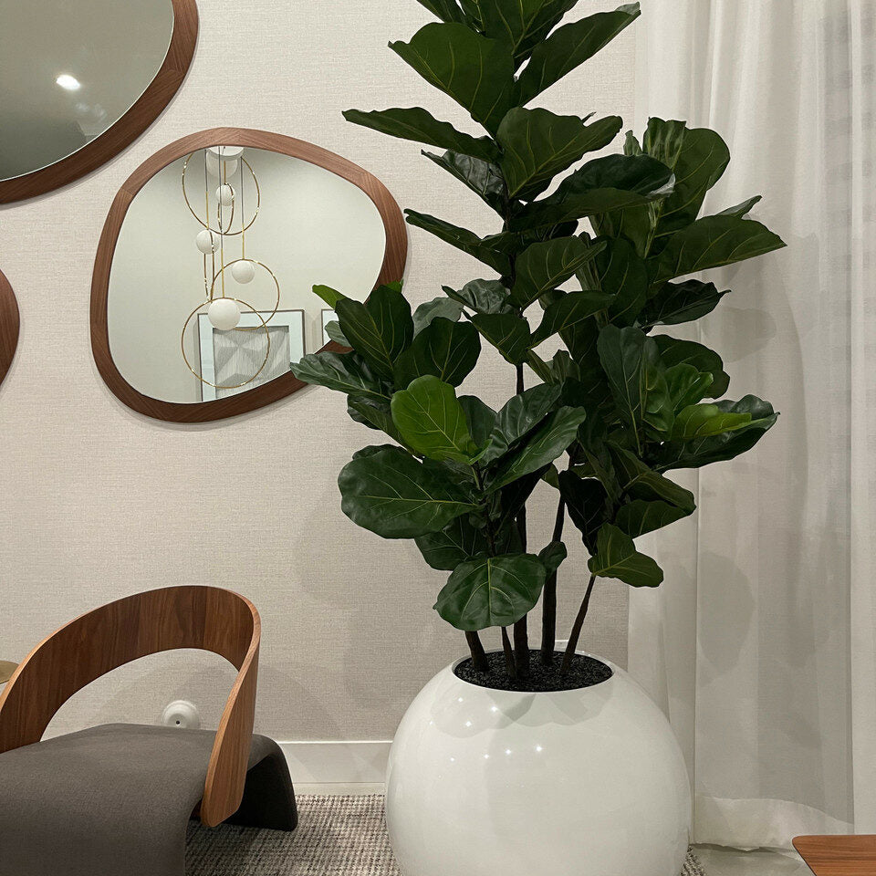 76 cm White Spherical Vase with Fiddle-Leaf Fig Tree