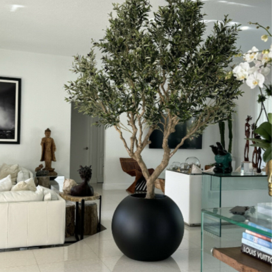 Olive Tree in Matte Black Pot