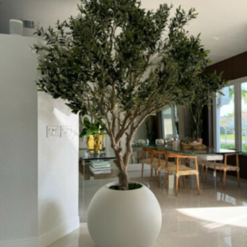 Olive tree in matte beige pot.