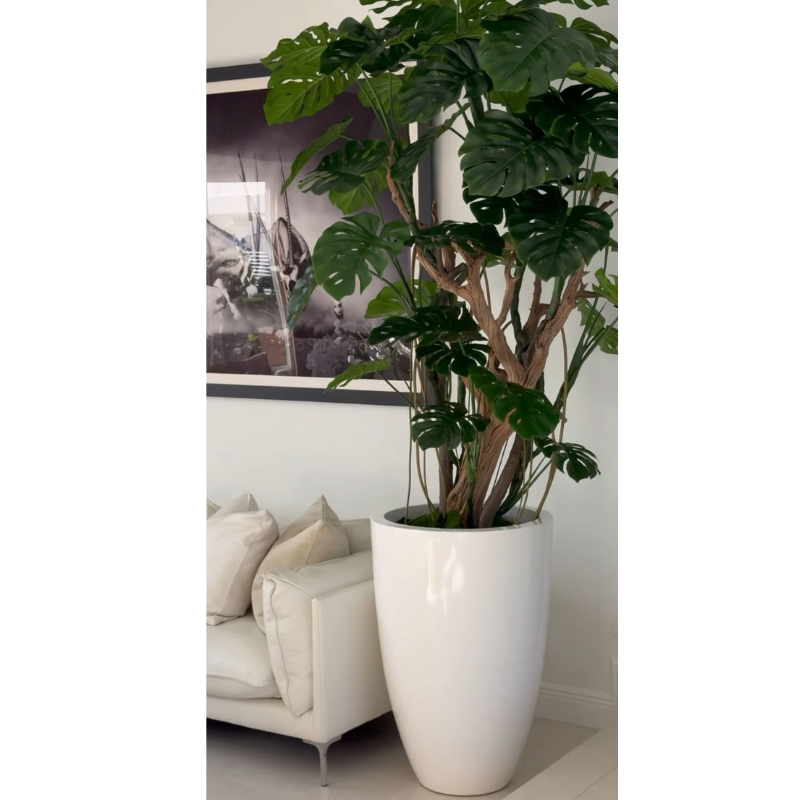 Monstera Plant in Glossy White Pot