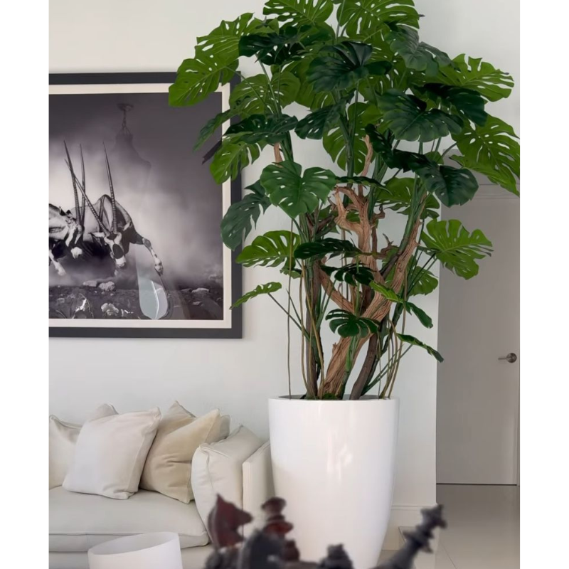 Monstera Plant in Glossy White Pot