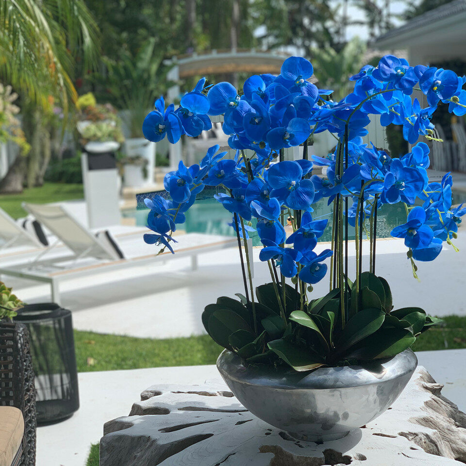 Avenue Bowl with Blue Phalaenopsis Orchids.