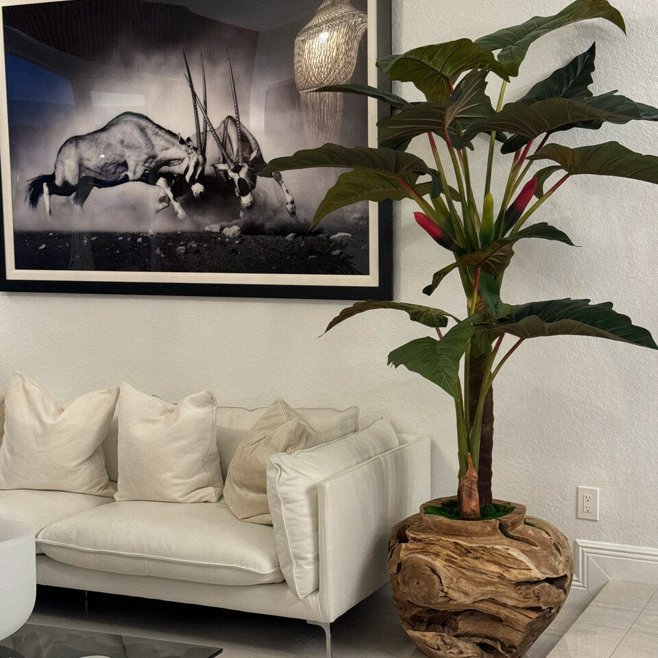 Large teak bowl with Alocasia plant.