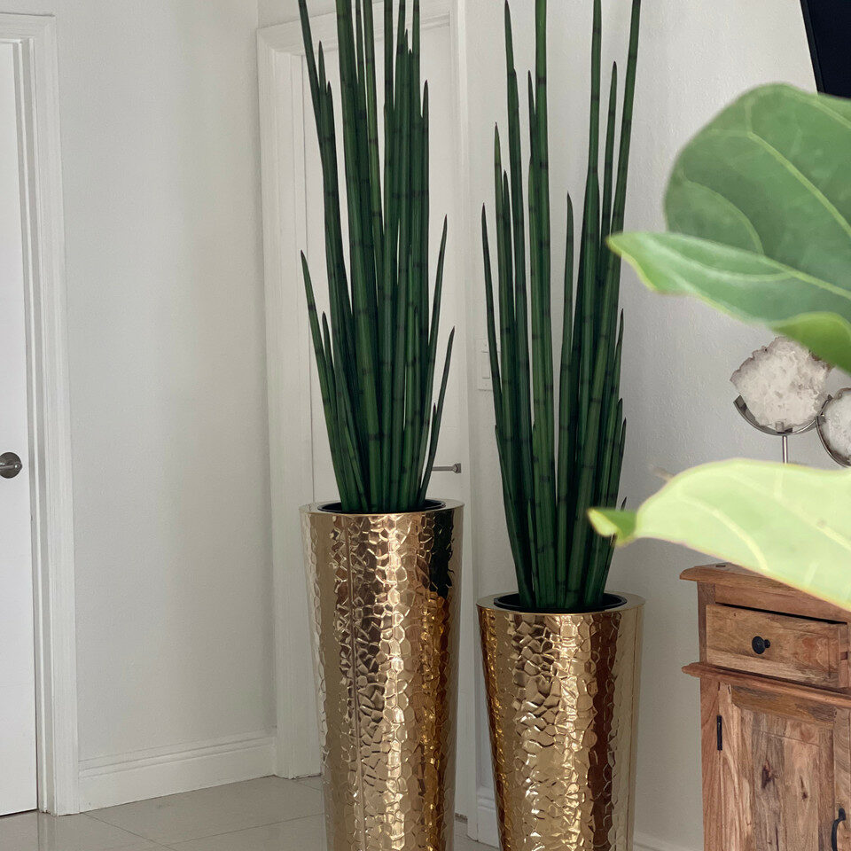 Gold Stainless Steel Conical Vase with Large Snake Grass Plant.